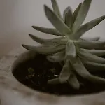 Kanela